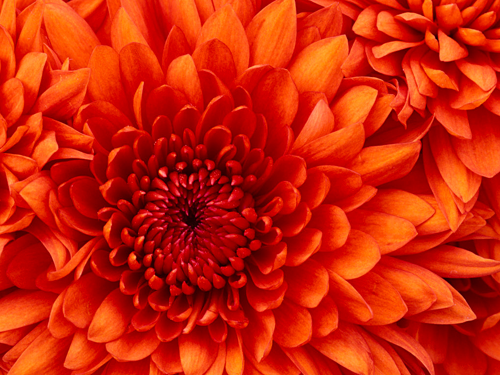 Chrysanthemum_-_복사본.jpg